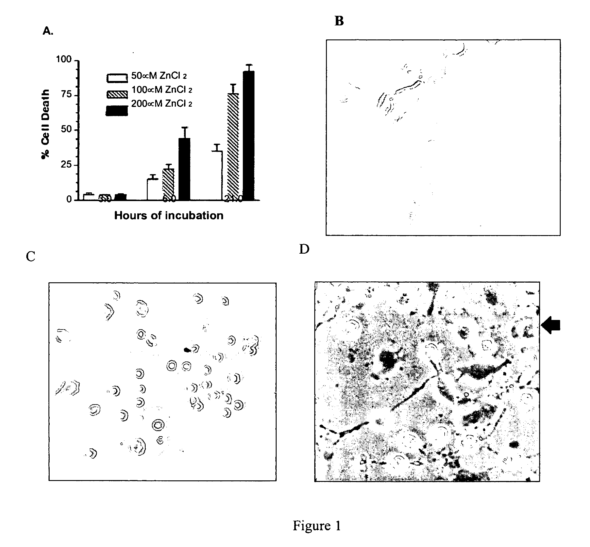 Methods and compositions for selectively killing cells