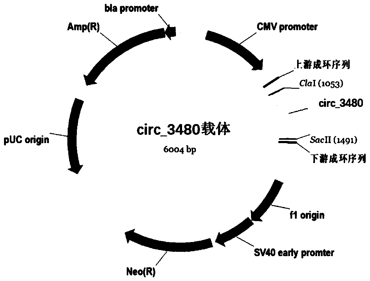 Application of circ_3480 to preparation of treatment preparation for nasopharyngeal carcinoma and treatment preparation