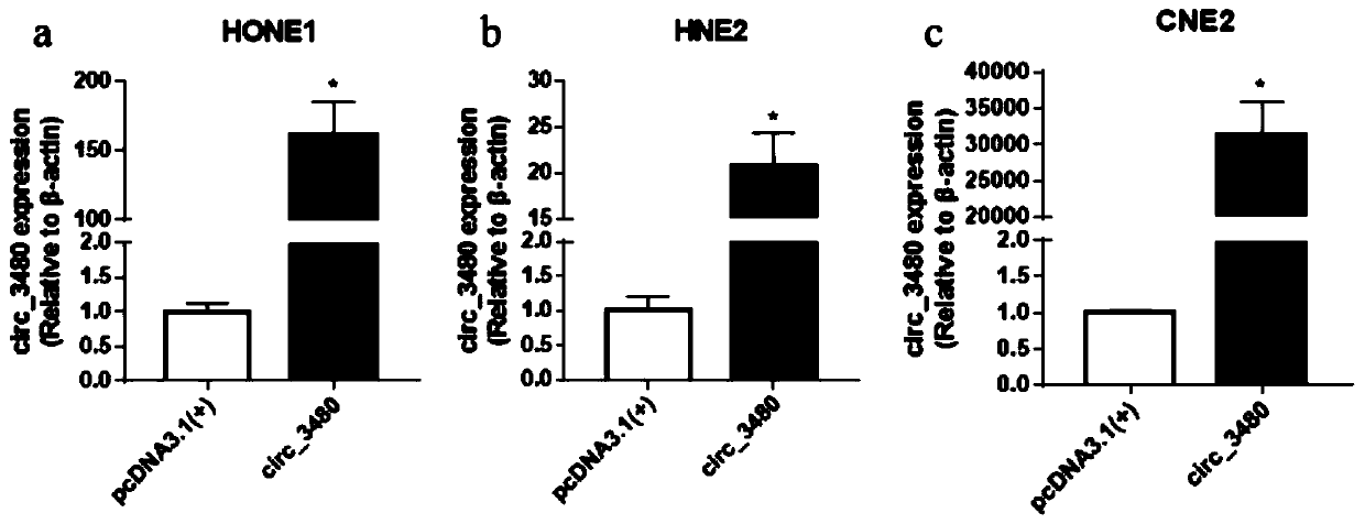 Application of circ_3480 to preparation of treatment preparation for nasopharyngeal carcinoma and treatment preparation