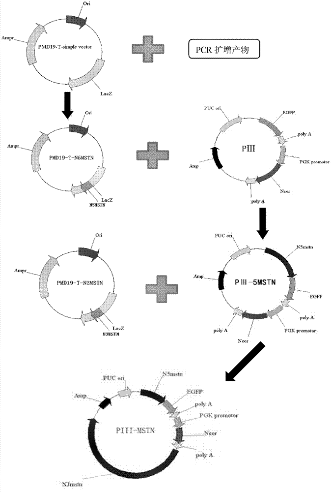 Targeting vector for knockout of bovine MSTN gene and application thereof