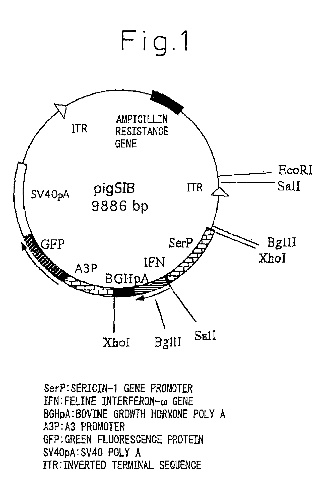 Process for producing physiologically active protein using genetically modified silkworm