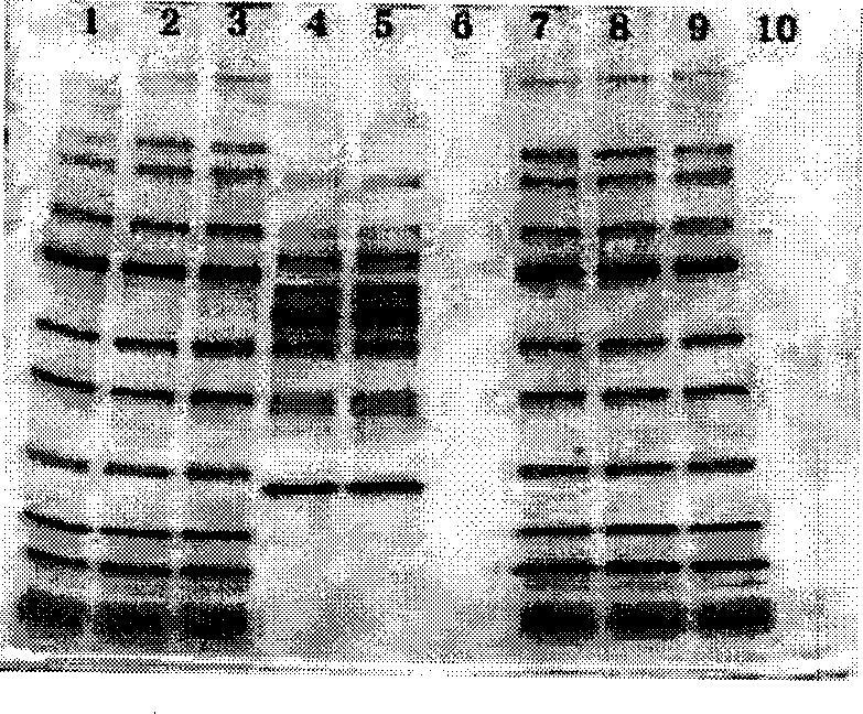 Pre-prepared colloid