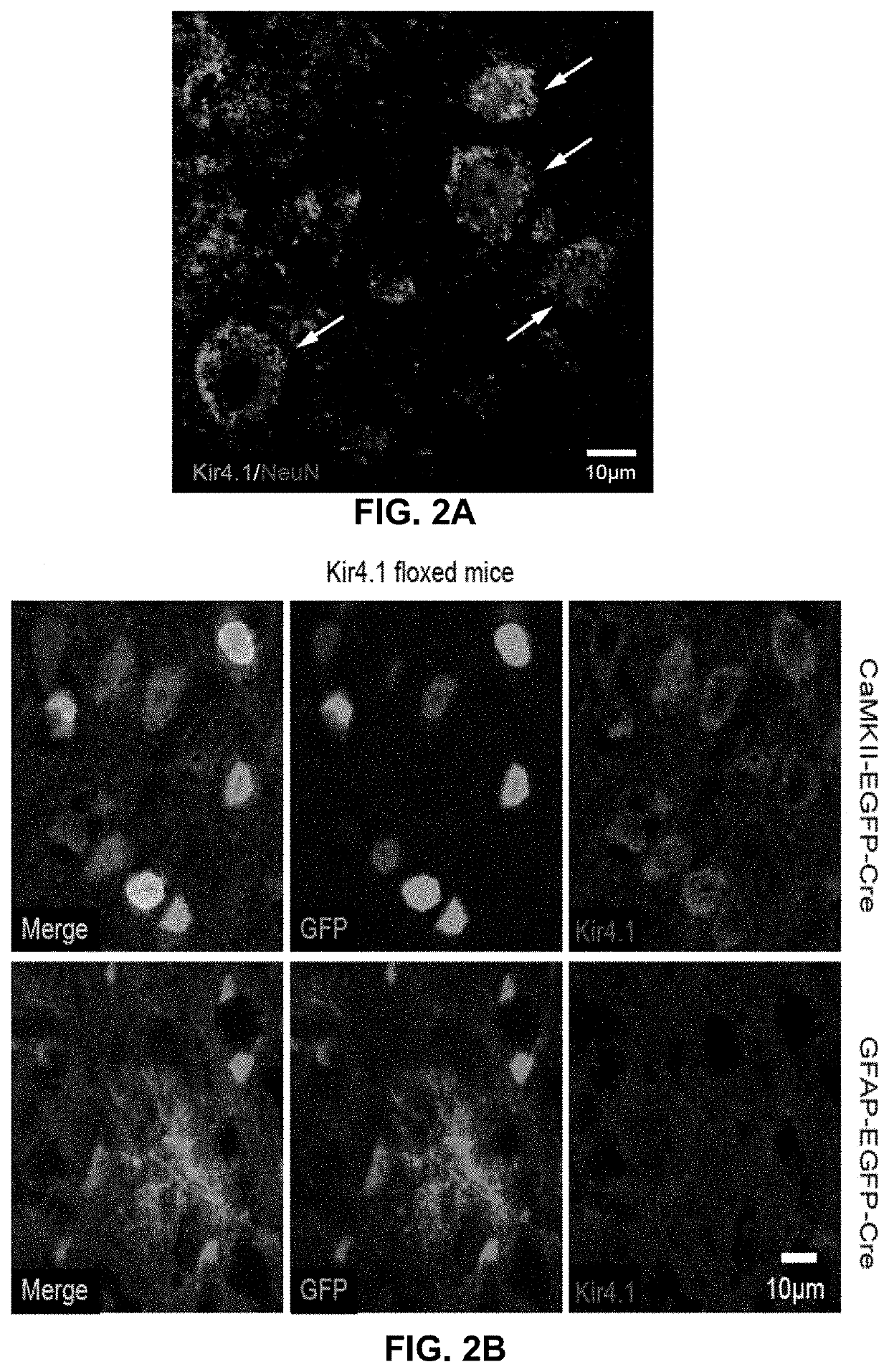 Use of potassium channel inhibitor for treating depression