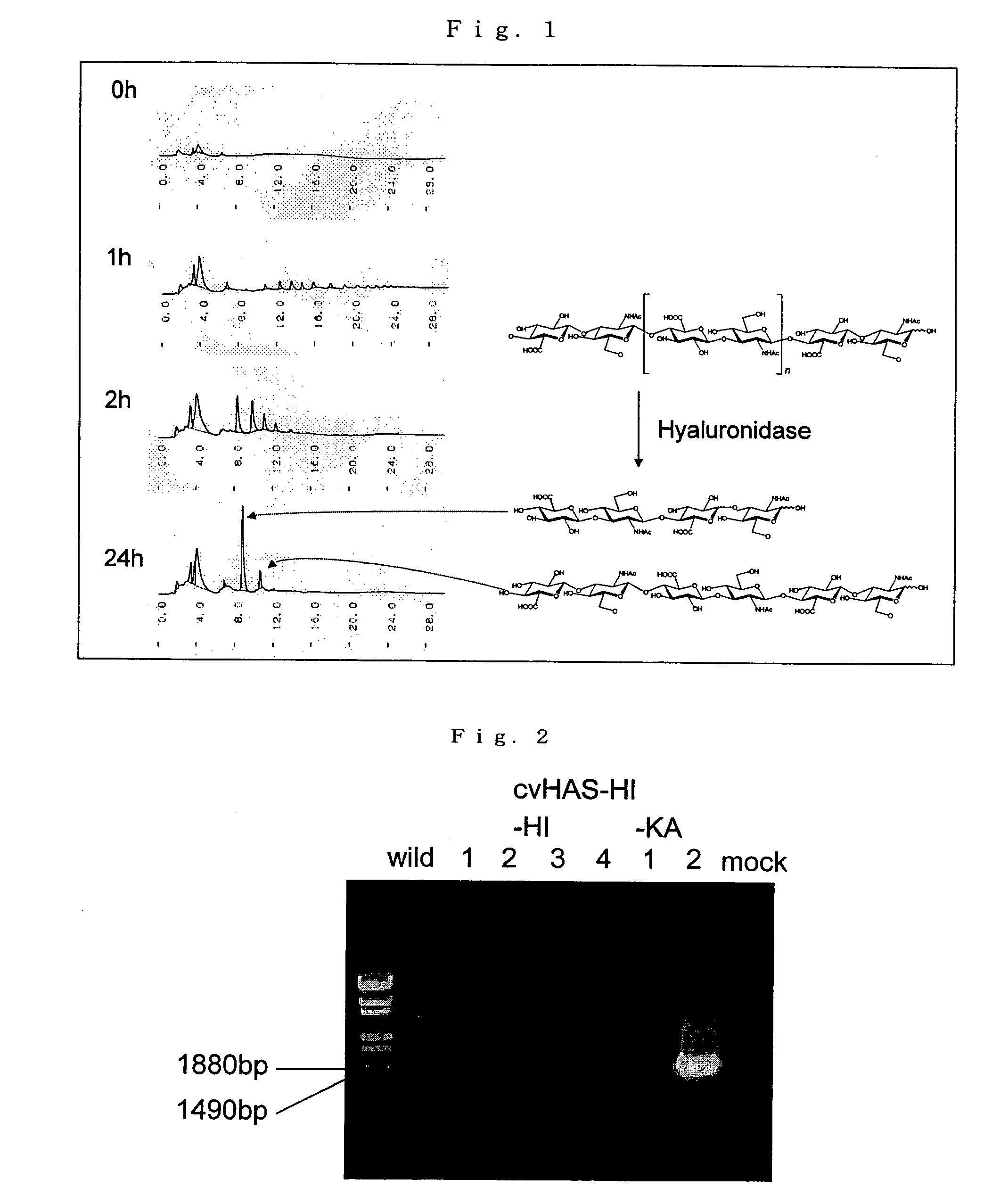 Plant producing hyaluronic acid