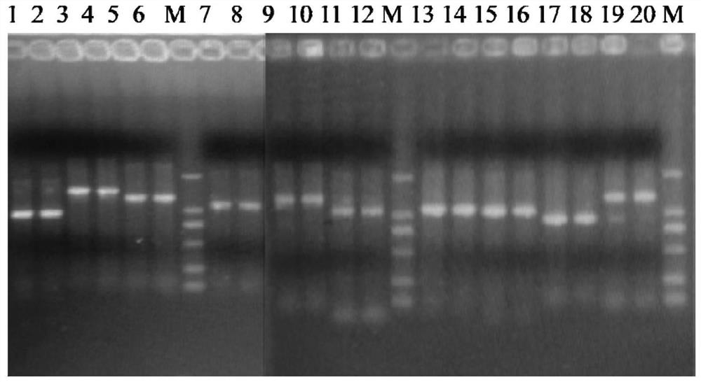 Primer design and amplification method of Acanthogobio guentheri mitochondrial genome complete sequence