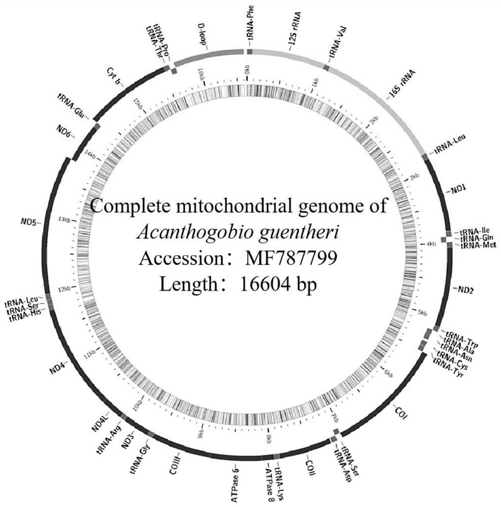 Primer design and amplification method of Acanthogobio guentheri mitochondrial genome complete sequence