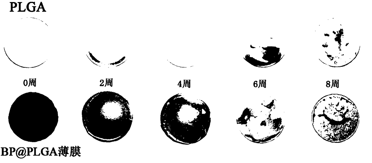 Bone implant material as well as preparation method and application thereof