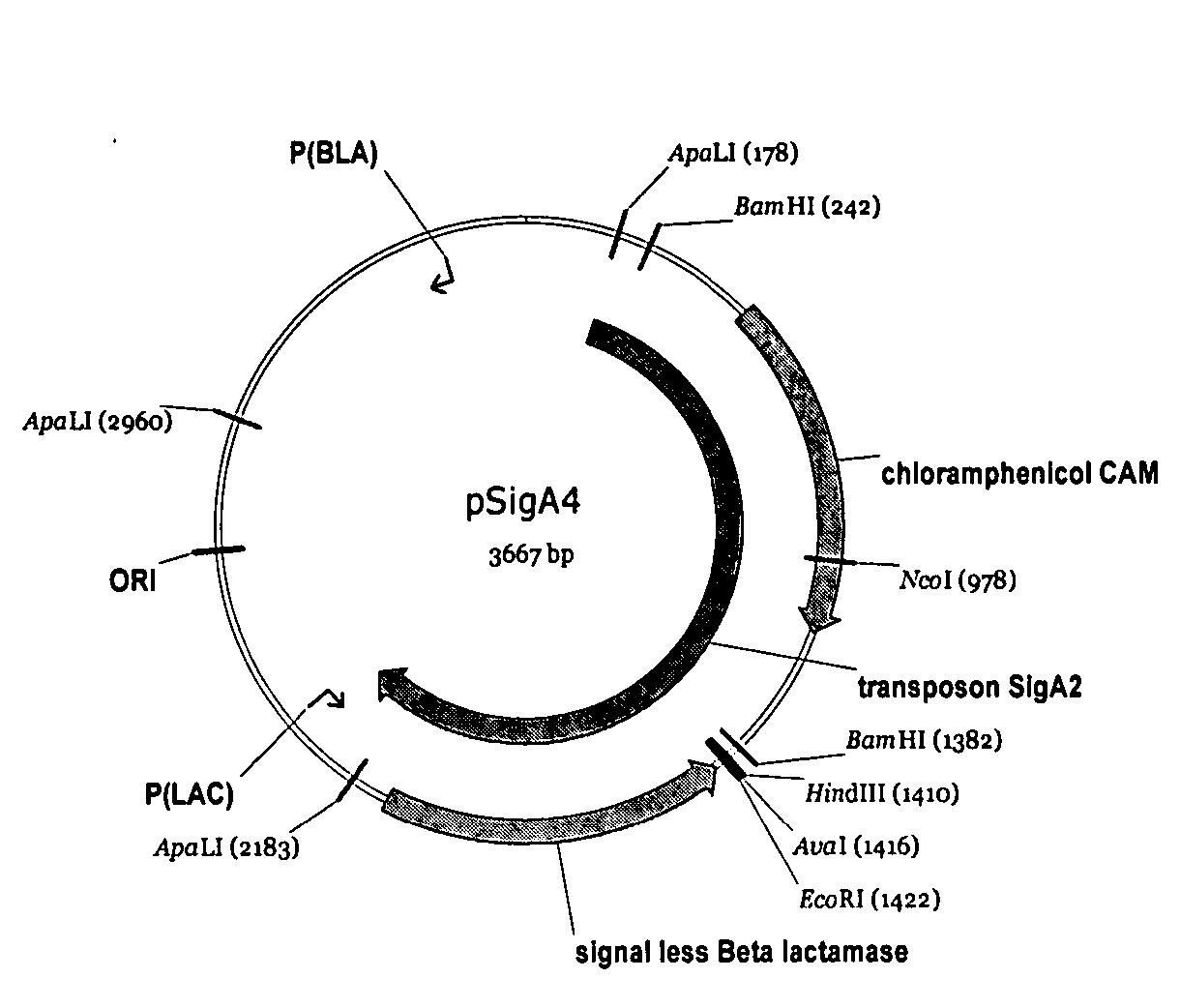 Polypeptides of Alicyclobacillus sp.