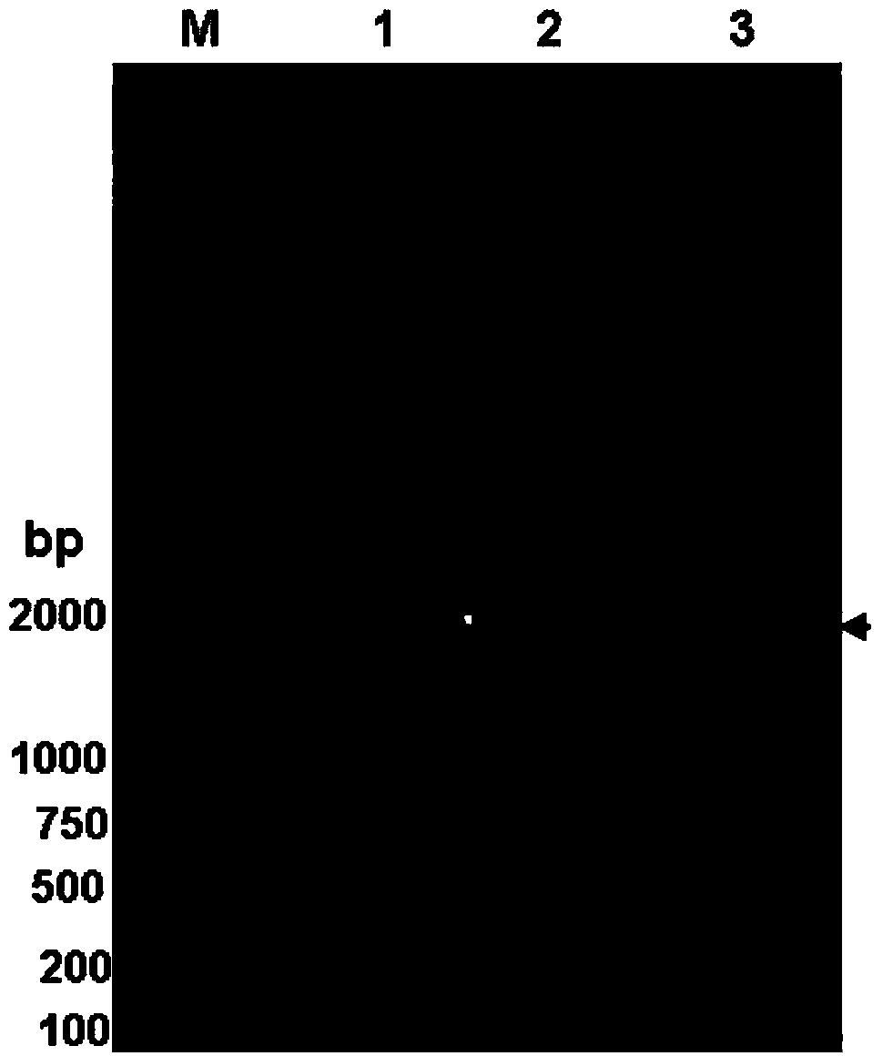 Waxy protein subunits of wheat variety Chinese spring, and coding genes and application thereof