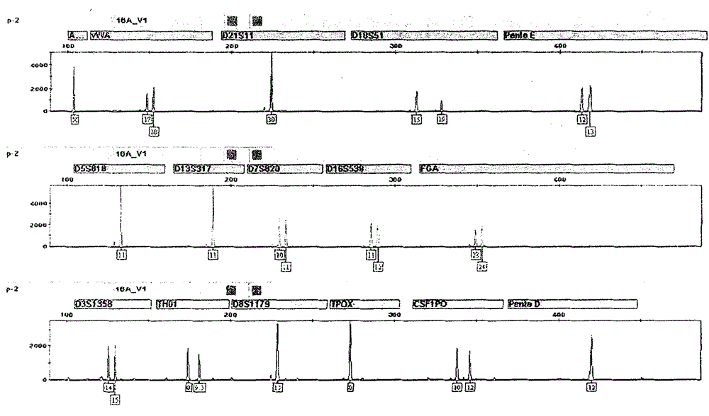 Compound amplification kit of 20 short tandem repeats