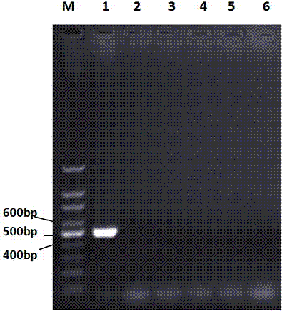 PCR (Polymerase Chain Reaction) amplification primer for quickly detecting mycoplasma ovipneumoniae, and application thereof