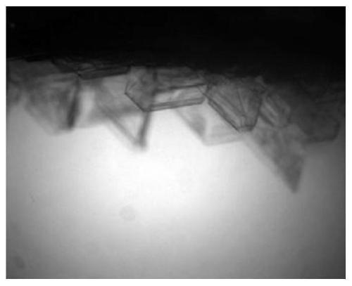 Experimental method for capturing full-period forms of gas hydrate crystals