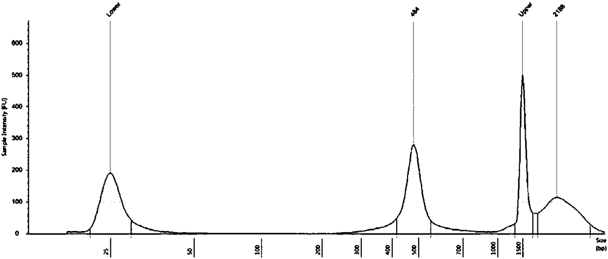 Amplification primer for detecting PAH (phenylalanine hydroxylase) gene mutation, kit and detection method thereof