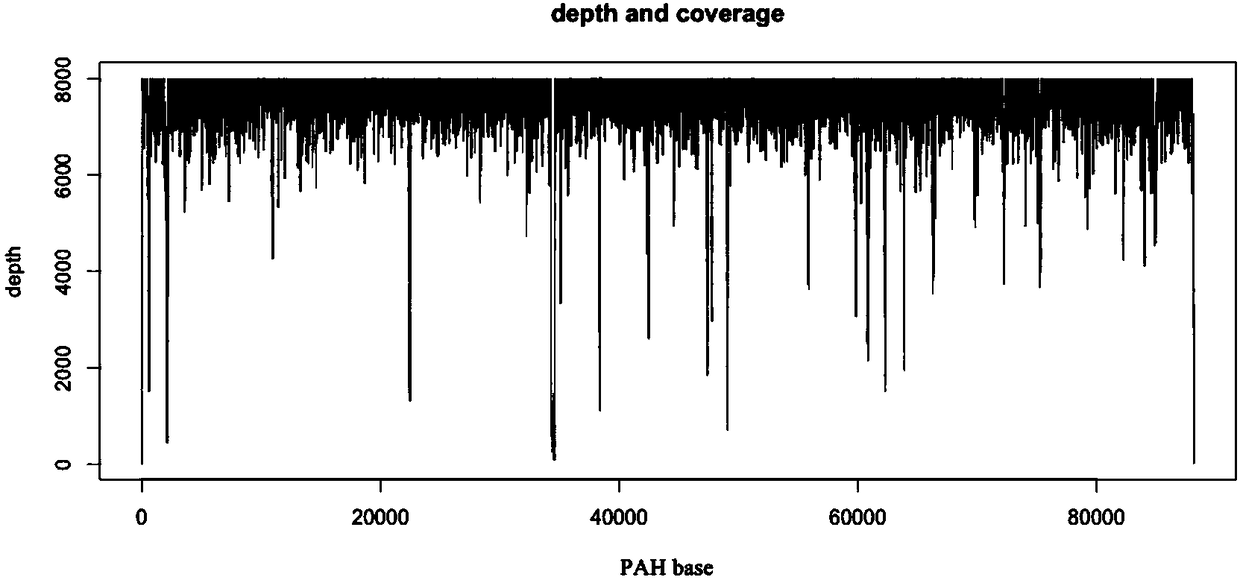 Amplification primer for detecting PAH (phenylalanine hydroxylase) gene mutation, kit and detection method thereof