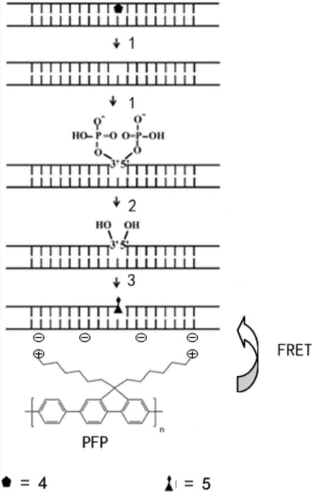 Oxidative damage DNA detection method