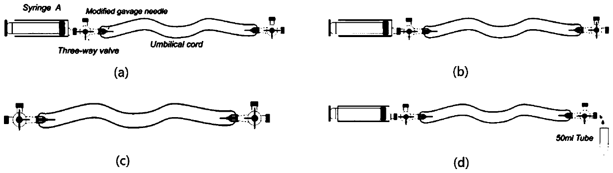 Primary isolation and culture method of human umbilical vein endothelium