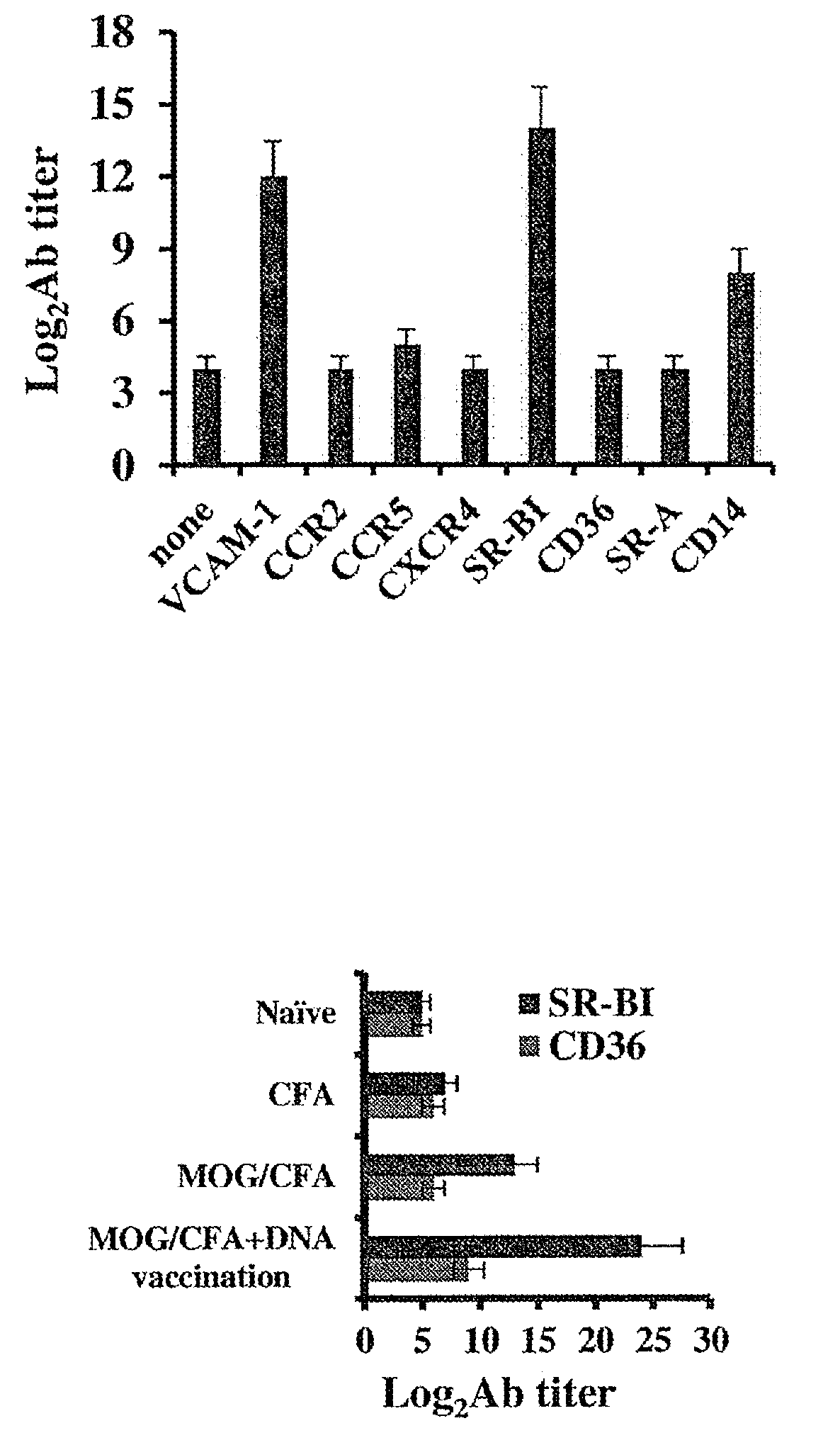 Novel epitope as a target for therapy of inflammatory autoimmune diseases and graft rejection