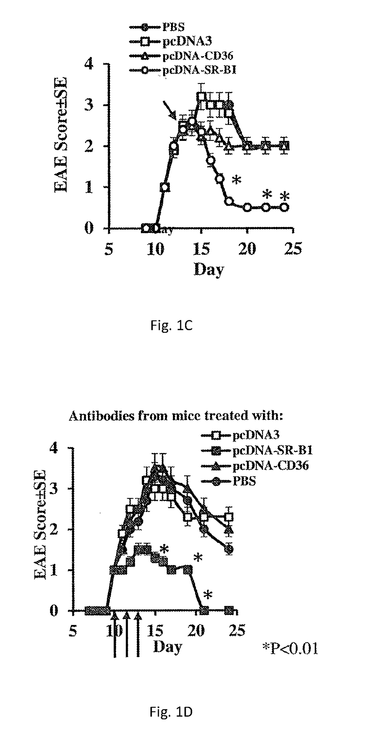 Novel epitope as a target for therapy of inflammatory autoimmune diseases and graft rejection