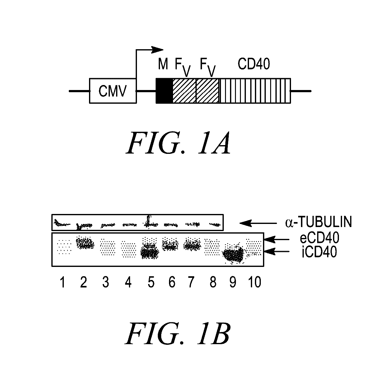 Methods and compositions for generating an immune response by inducing cd40 and pattern recognition receptor adapters