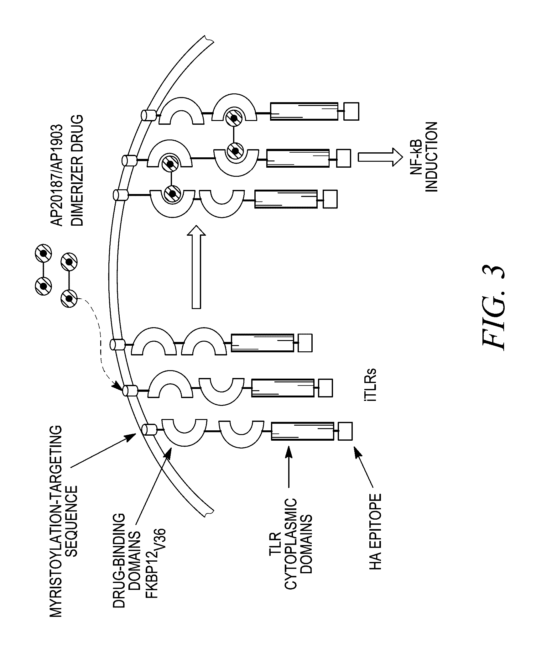 Methods and compositions for generating an immune response by inducing cd40 and pattern recognition receptor adapters