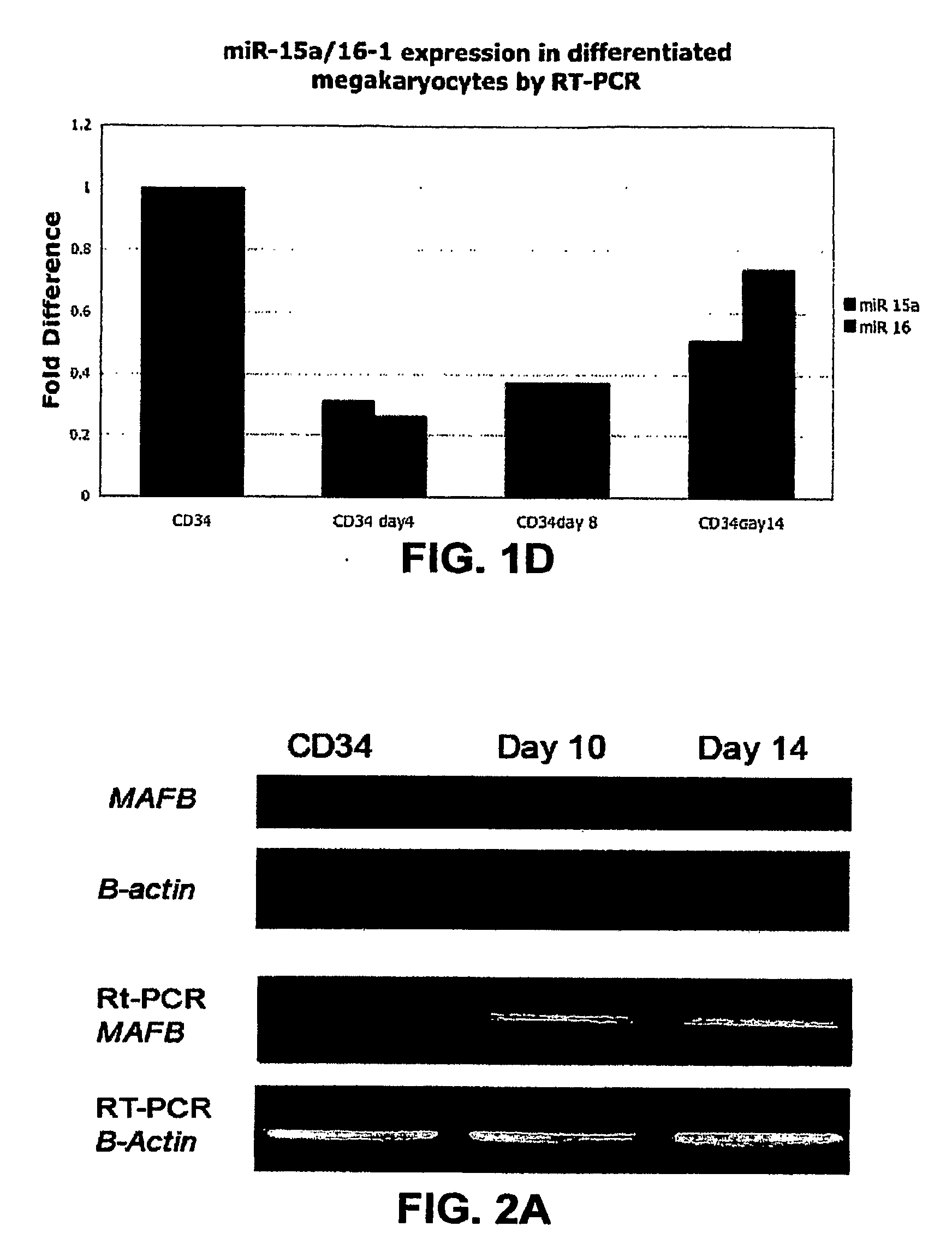 MicroRNA Fingerprints During Human Megakaryocytopoiesis