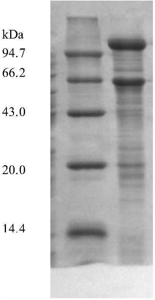 Strain for production of cyclodextrin glucosyltransferase and application of strain