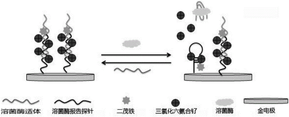 Electrochemical biosensor used for detecting lysozyme and a preparation method thereof