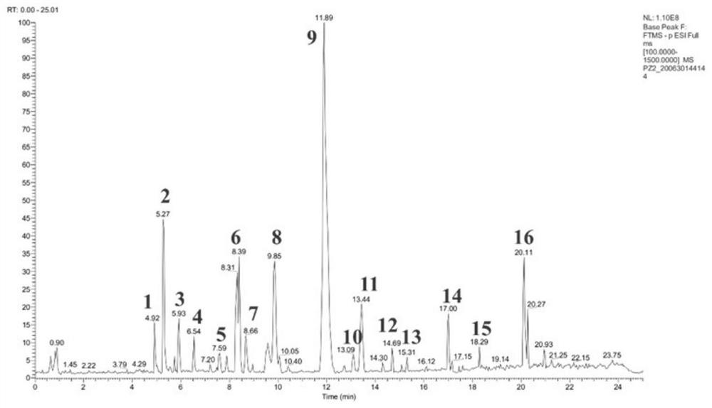 Extraction method of lamiophlomis rotata phenolic glycoside and application in medicine or health care product for preventing and treating hepatic fibrosis