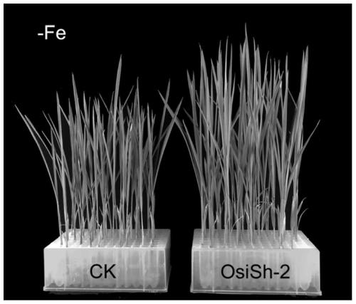 Method for promoting growth of rice and promoting rice to absorb iron element in iron deficiency environment