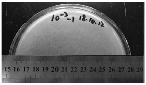 Enterococcus faecalis phage and separation, purification, enrichment and application thereof