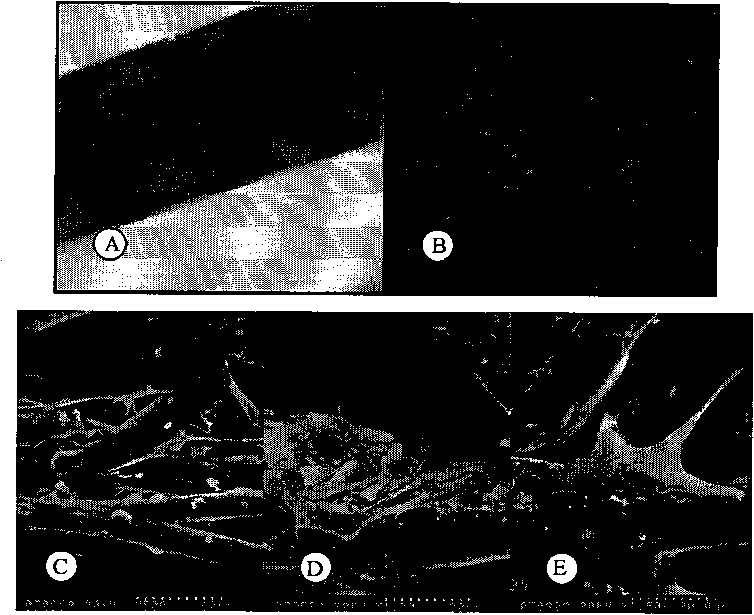 Endothelial cell bioreactor as well as preparation method and application thereof