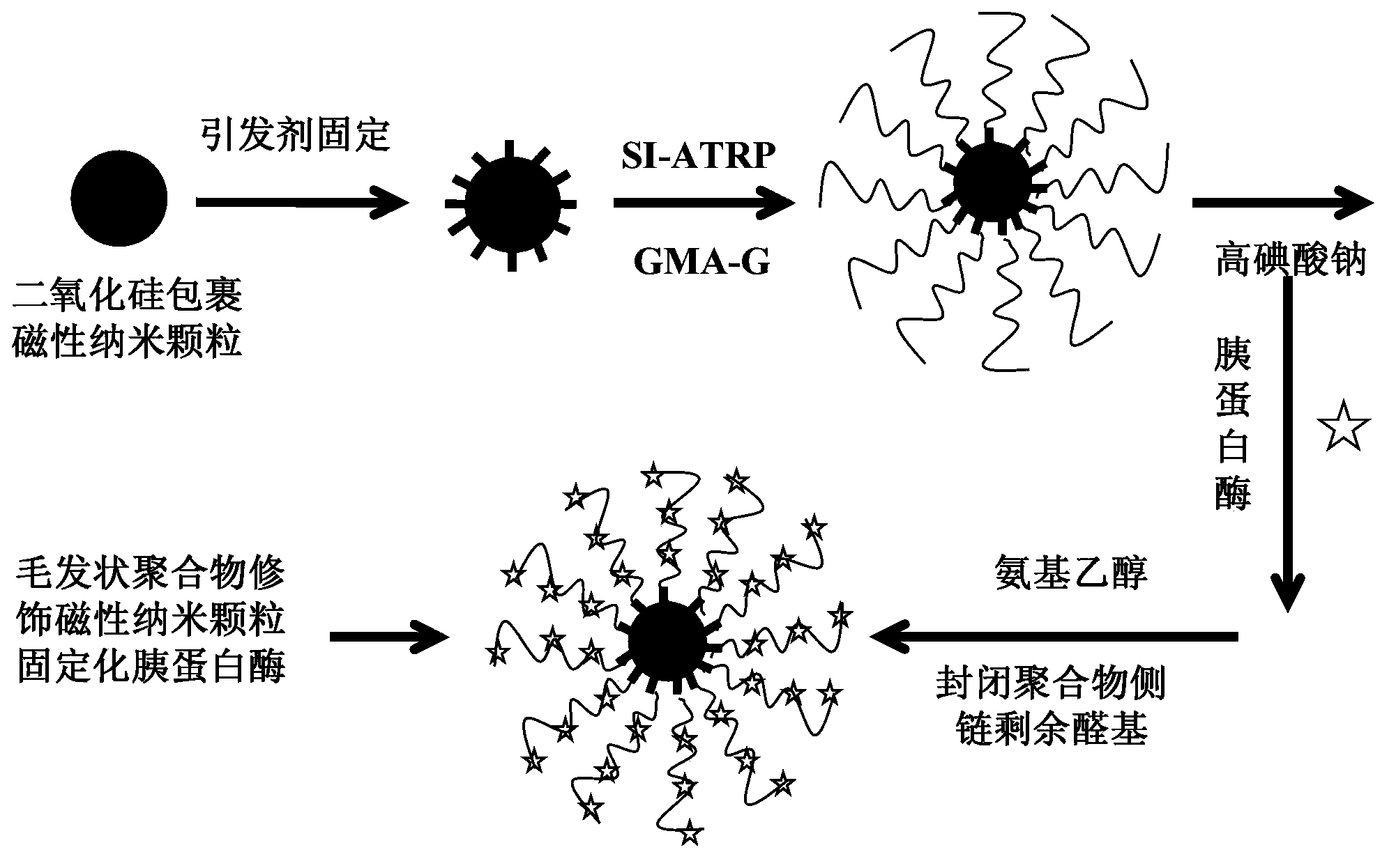 Hair-like hydrophilic polymer hybridization magnetic nanoparticle immobilized enzyme and preparation method thereof