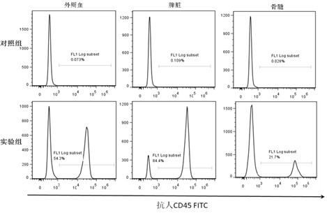 Method for establishing xenogeneic graft-versus-host disease model for NOD/SCID (non-obese diabetic/severe combined immunodeficient) mice