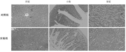 Method for establishing xenogeneic graft-versus-host disease model for NOD/SCID (non-obese diabetic/severe combined immunodeficient) mice