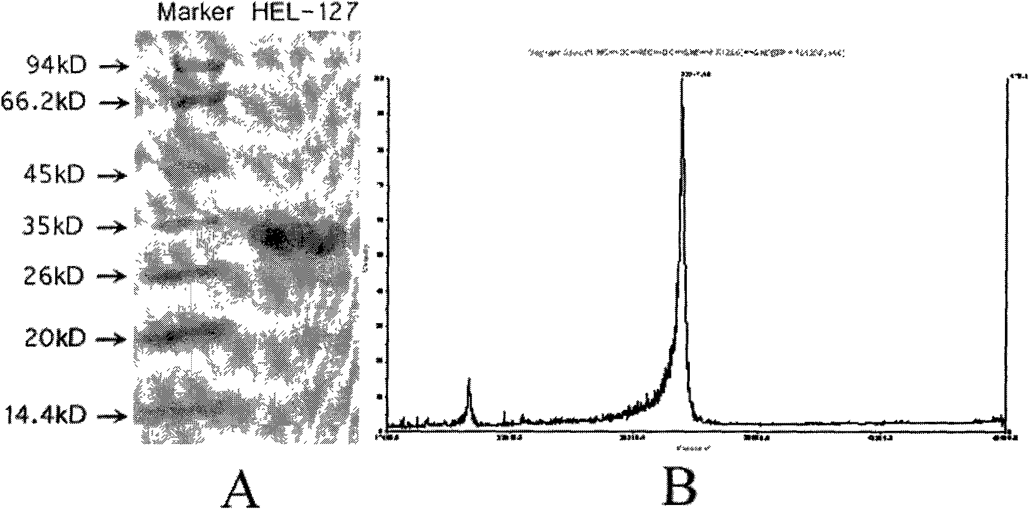 Preparation and application of sperm binding protein HEL-127 specifically expressed in human epididymis