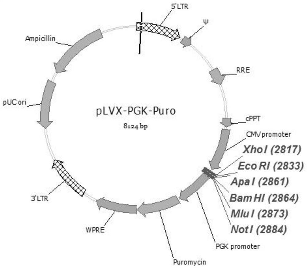 Recombinant MARC-145 cell, and construction method and application thereof