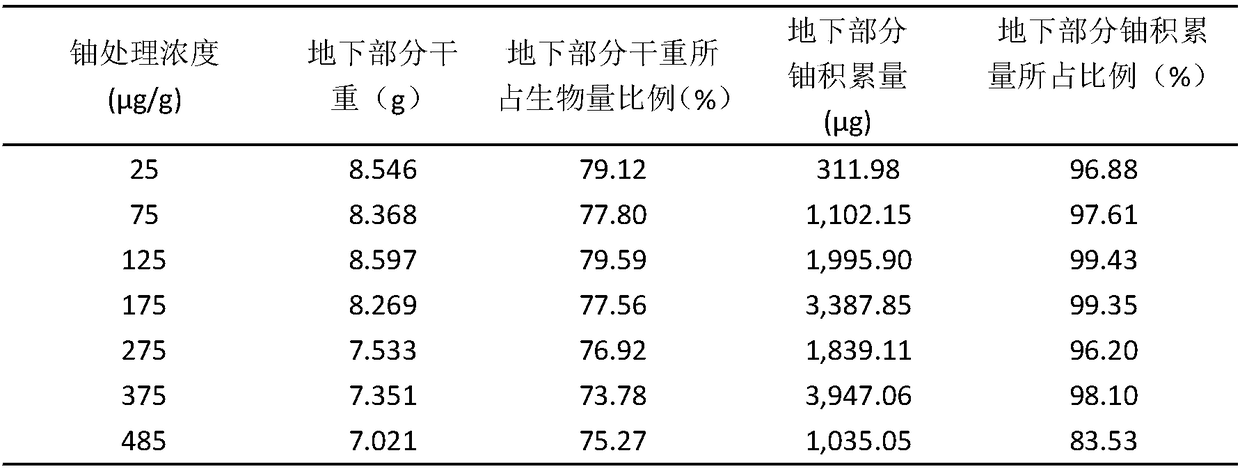 Efficient method for repairing uranium contaminated soil by plant extraction