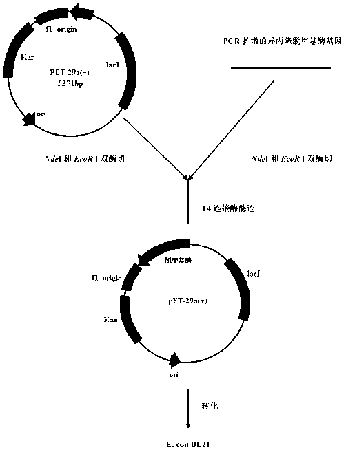 Phenylurea herbicide N-demethylase gene pudmA and application thereof