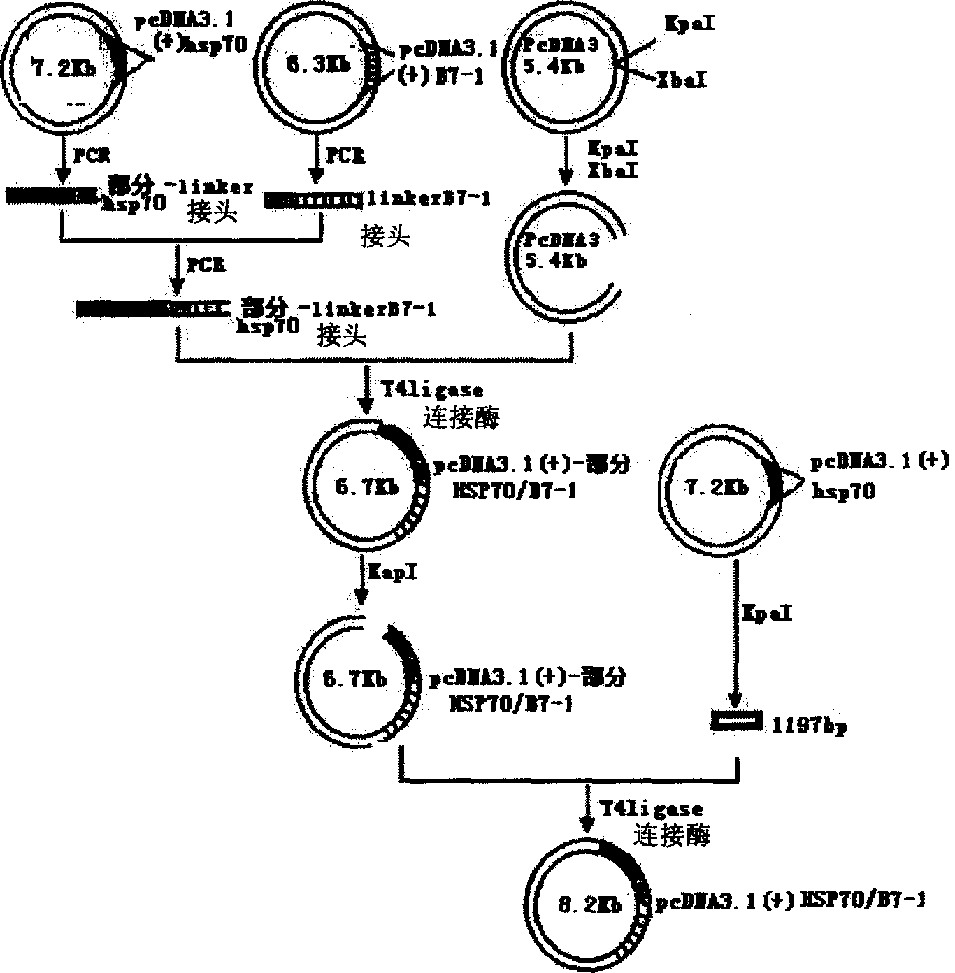 Mosaic type DNA vaccine in use for preventing tuberculosis and immunological therapy