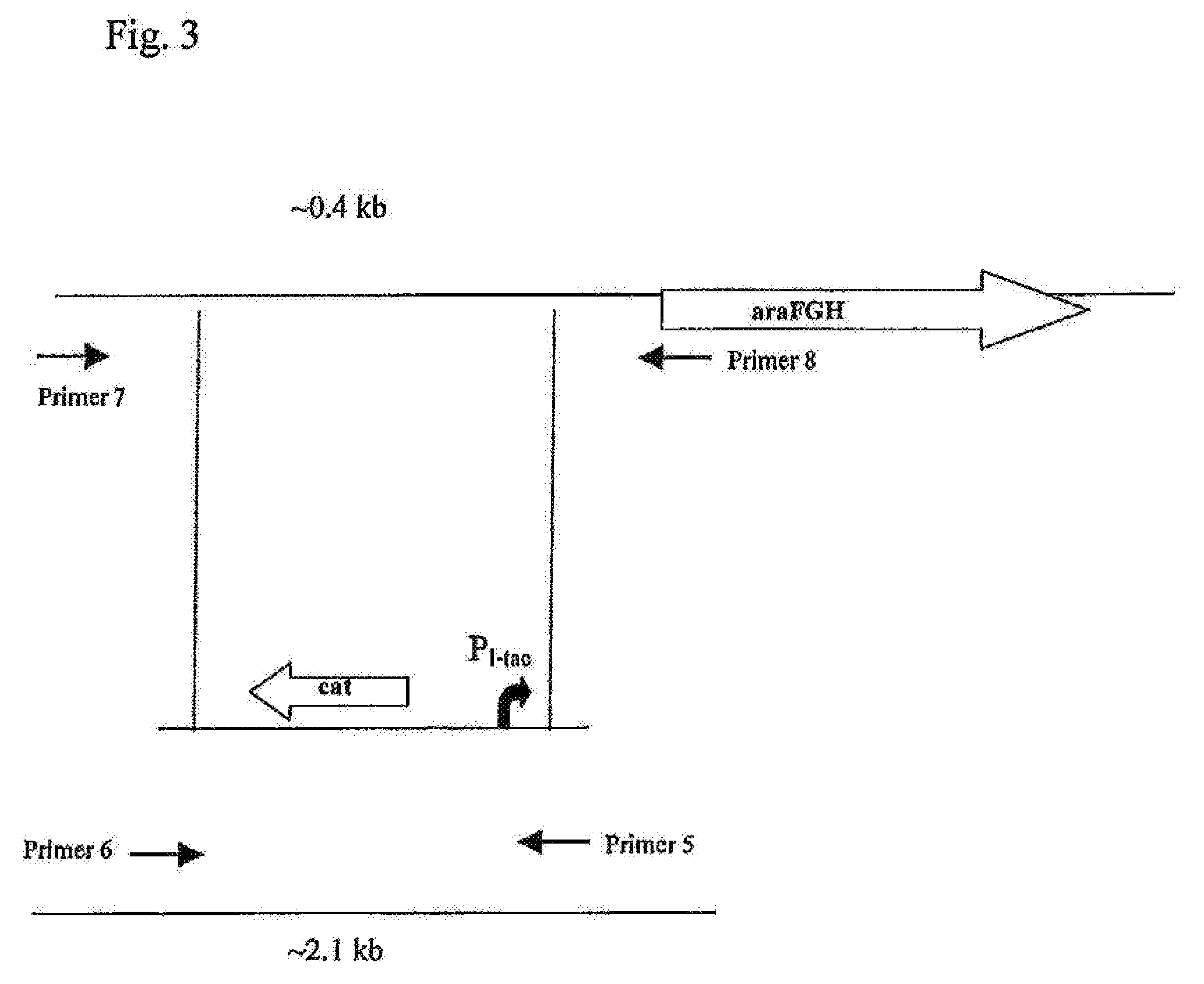 Method for producing an l-amino acid using a bacterium of the enterobacteriaceae family