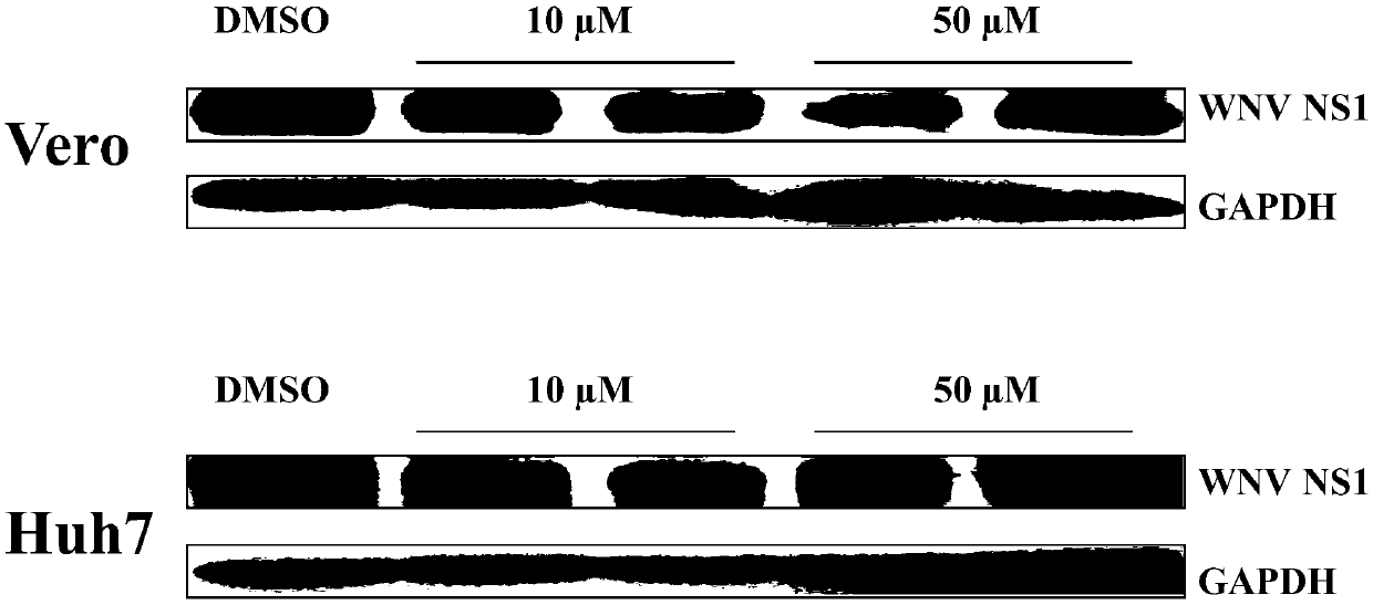 Application of teriflunomide to preparation of anti-west Nile virus medicine