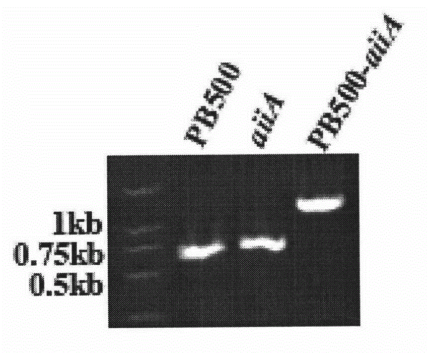 Construction and application of unmarked lysobacter enzymogenes engineering strain capable of preventing plant bacteriosis