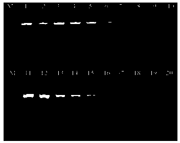 Cyprinid herpesvirus detection kit and detection method thereof