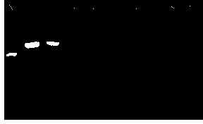 Cyprinid herpesvirus detection kit and detection method thereof