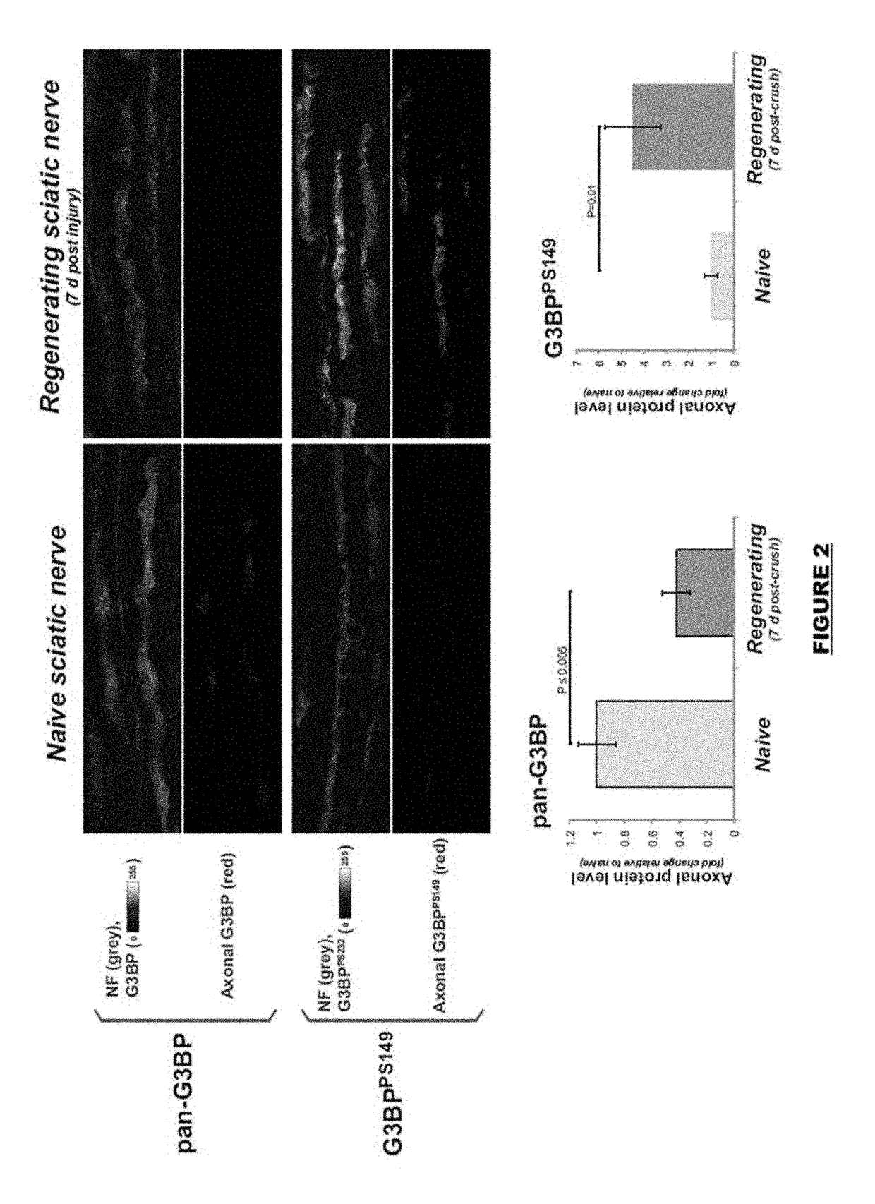 Targeting g3bp proteins to accelerate nerve regeneration