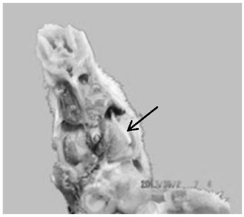 Attenuated strain for Muscovy duck aMPV (avian metapneumovirus)-C as well as preparation and application of attenuated strain