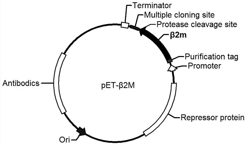 Fused type prokaryotic expression vector and construction method and application thereof