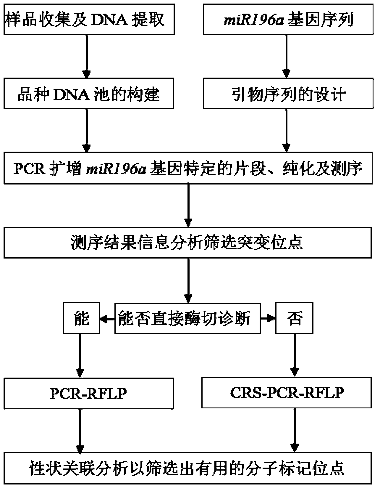 Detection method and application for single nucleotide polymorphism of miR-196a genes associated with lactation of dairy goats