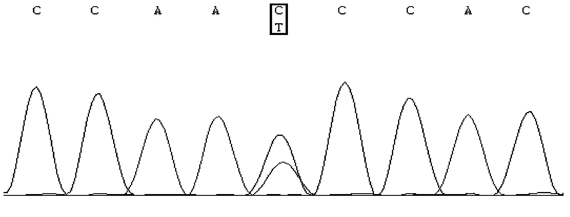 Detection method and application for single nucleotide polymorphism of miR-196a genes associated with lactation of dairy goats