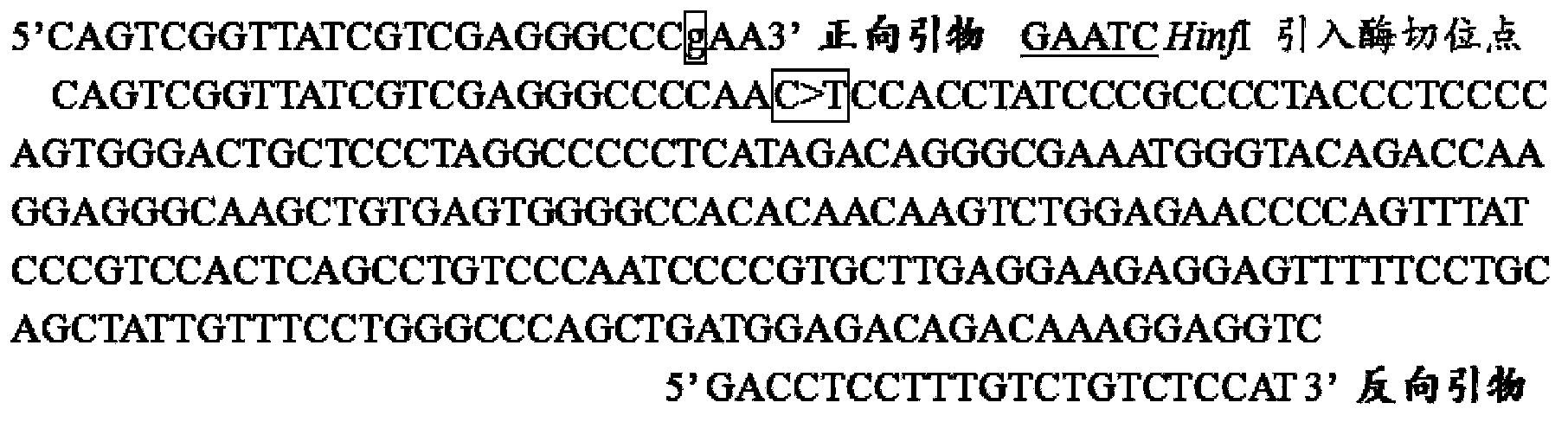 Detection method and application for single nucleotide polymorphism of miR-196a genes associated with lactation of dairy goats